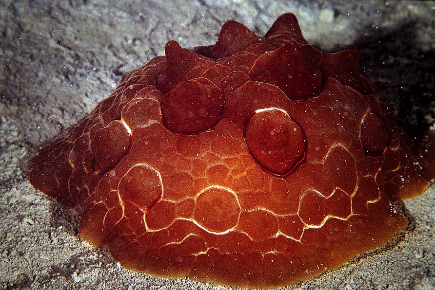 Pleurobranchus testudinarius